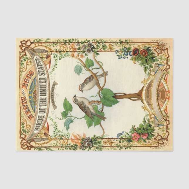 Papier Mousseline Nids et Oeufs Oiseaux des États-Unis (Recto)