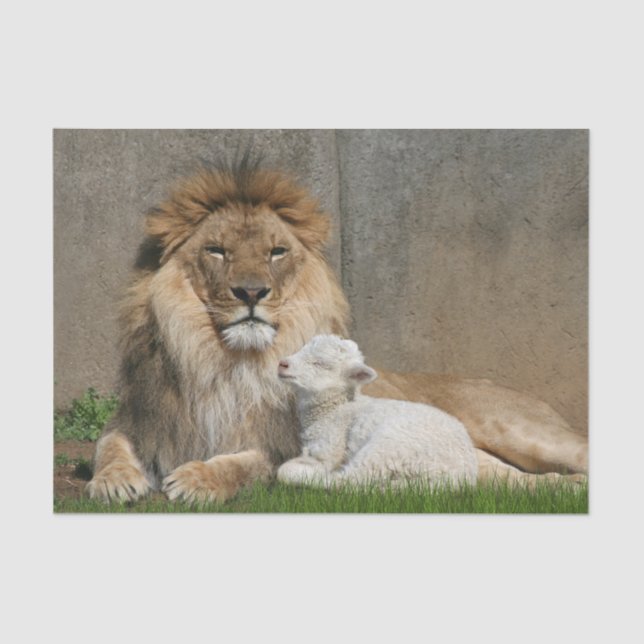 Papier Mousseline Noël de lion et d'agneau (Recto)