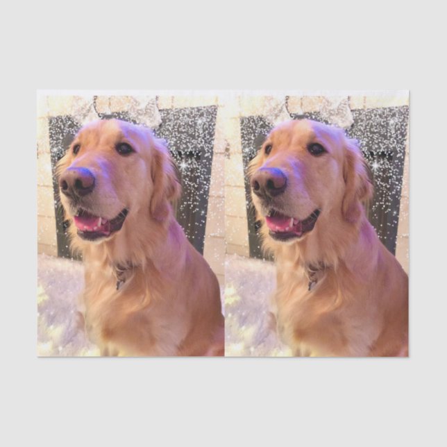 Papier Mousseline Nova the Golden Retriever Tissue Paper (Recto)
