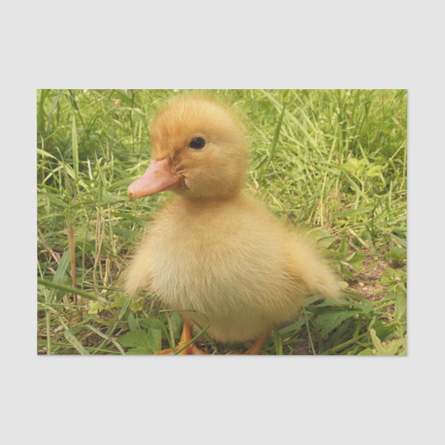 Papier Mousseline oiseau, canard, canard, jaune, nature, mignonette, (Recto)