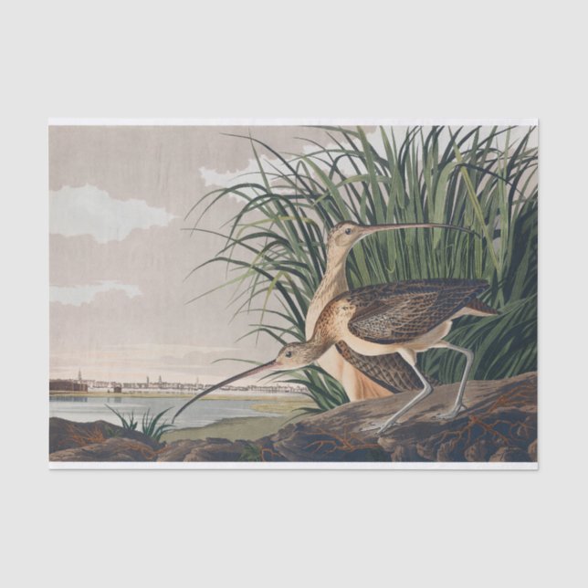 Papier Mousseline Oiseau de Courlis à long bec Audubon (Recto)