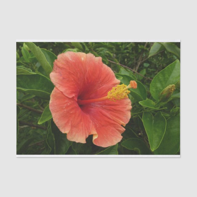 Papier Mousseline Orange Hibiscus Fleur Tropical Floral (Recto)