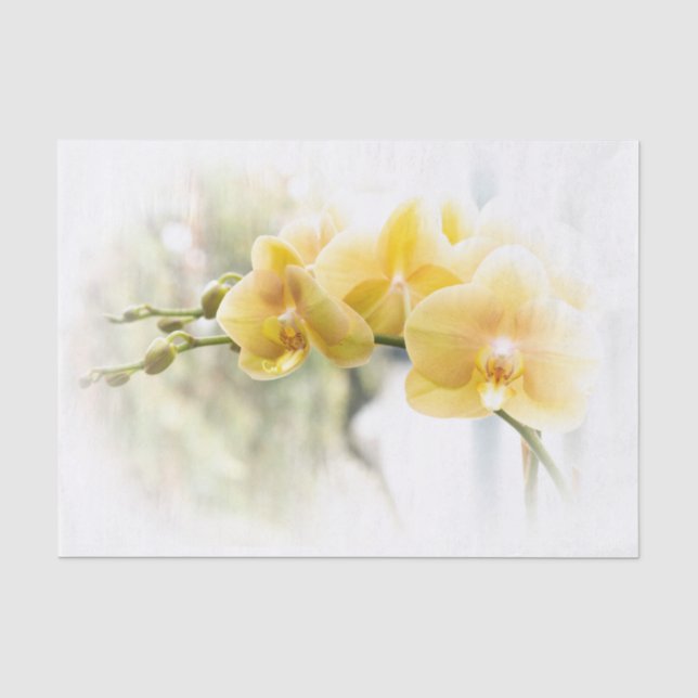 Papier Mousseline Orchidée de mite jaune en soleil (Recto)