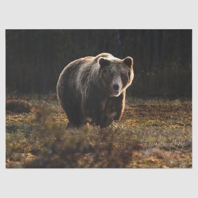 Papier Mousseline Ours (Recto)