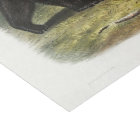 Ours noir de l'Amérique du Nord (1845) Découpage