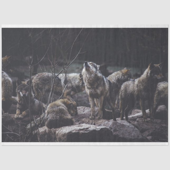 Papier Mousseline Pack Wolf (Recto)