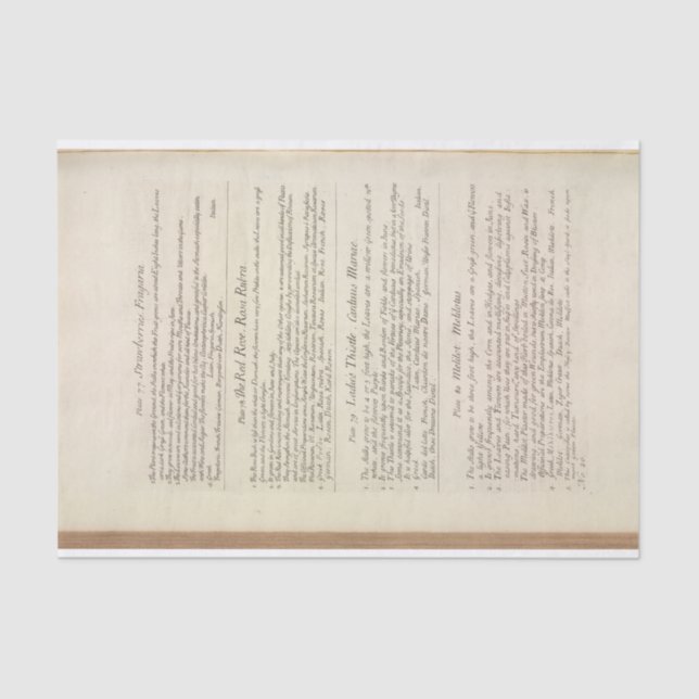 Papier Mousseline Page d'une Curious Herbal par Elizabeth Blackwell (Recto)