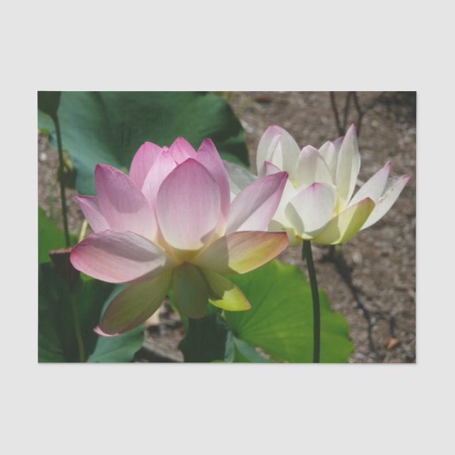 Papier Mousseline Pair de Lotus (Recto)