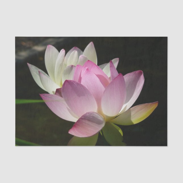 Papier Mousseline Paire de fleurs de Lotus II (Recto)