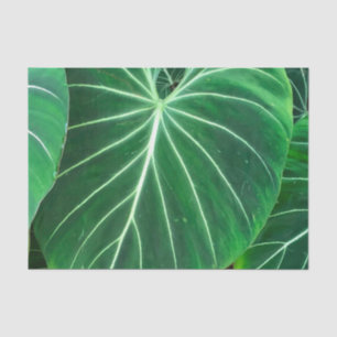 Papier Mousseline Palm Leaf, feuillage tropical, forêt tropicale