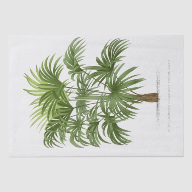 Papier Mousseline Palmier vintage (Recto)