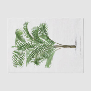 Papier Mousseline Palmier vintage Calamus Asperrimus