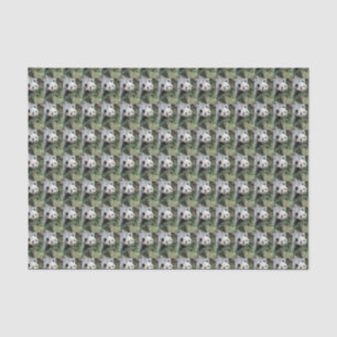 Papier Mousseline Panda Géant Vert Noir et Blanc