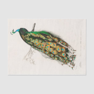 Papier Mousseline Paon de Peacocks Botanique vintage