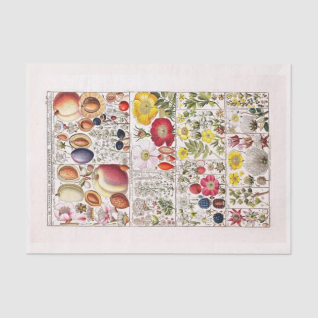 Papier Mousseline Papier de découpage 10"x15" - Art botanique 203 (Recto)