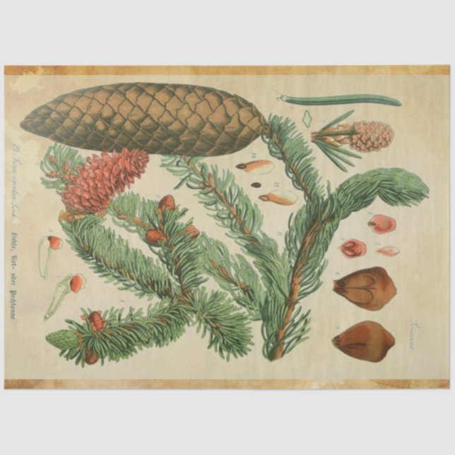 Papier Mousseline Papier de découpage en pin de Noël (Recto)