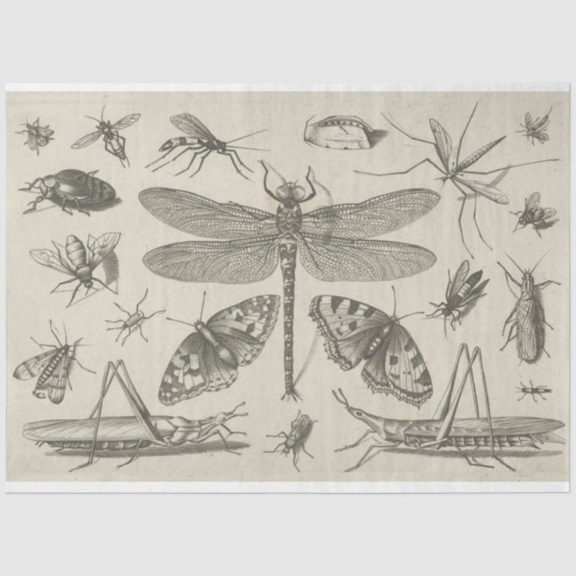 Papier Mousseline Papier de papier de découpage de l'insecte de libe (Recto)