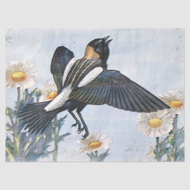 Papier Mousseline Papier de papier de découpage pour oiseaux Bobolin (Recto)