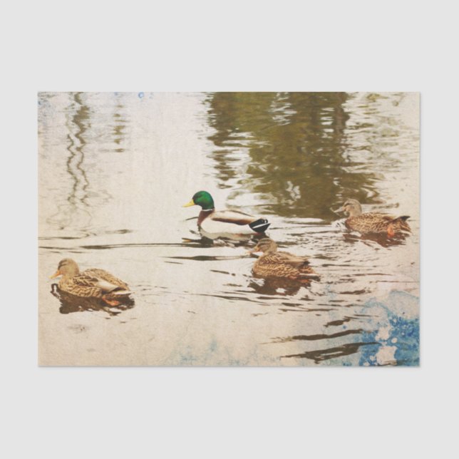 Papier Mousseline Papier de papier de fond Mallard Ducks (Recto)