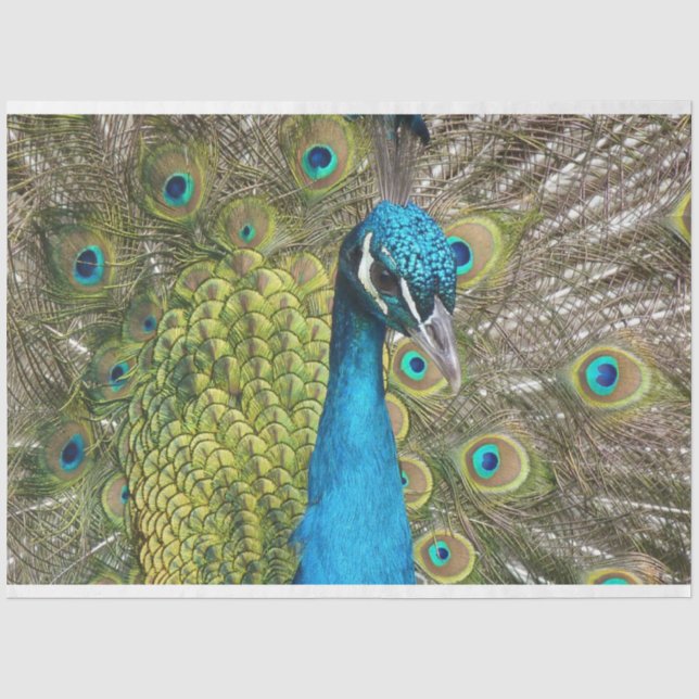 Papier Mousseline Papier de papier de fond Peacock 1 Wall Art Decoup (Recto)