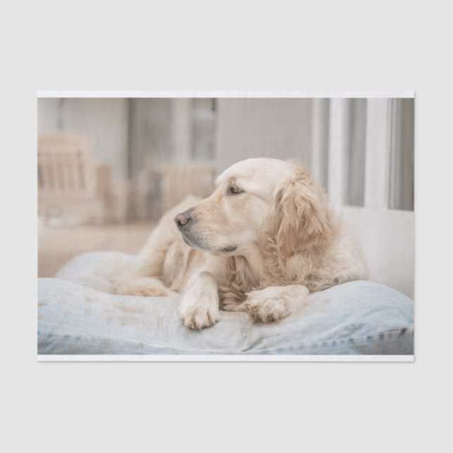 Papier Mousseline Papier de papier papier Retriever Or (Recto)