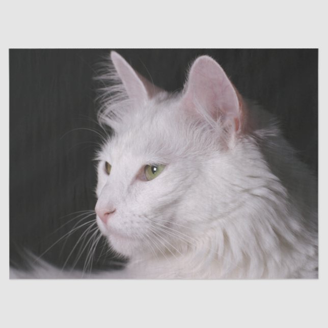 Papier Mousseline papier de tissu de chat angora (Recto)