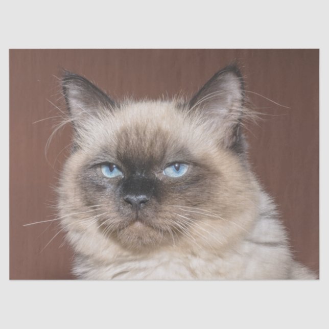 Papier Mousseline Papier de tissu de chat siamois (Recto)