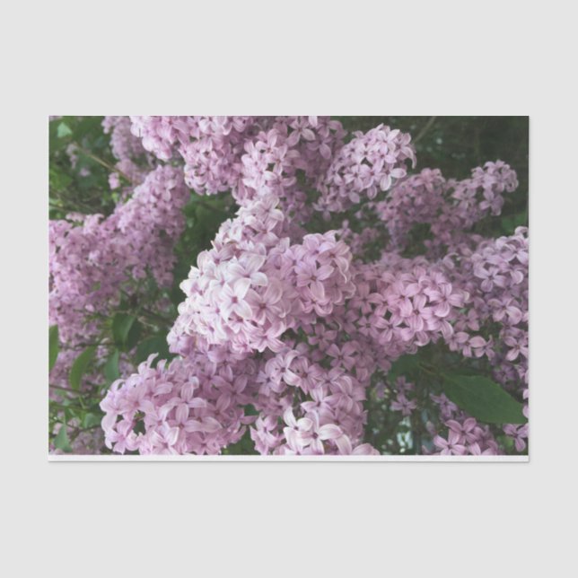 Papier Mousseline Papier de tissus à fleurs Lilac (Recto)