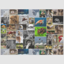 Papier sur les tissus animaux sauvages "My Animal