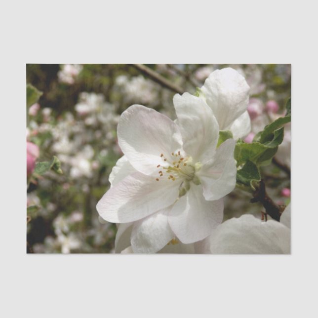 Papier Mousseline Papier Tissu Apple Blossom (Recto)