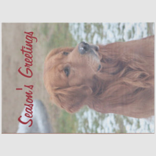 Papier Mousseline Papier Tissu Bonnes Fêtes pour chiens de grande ta