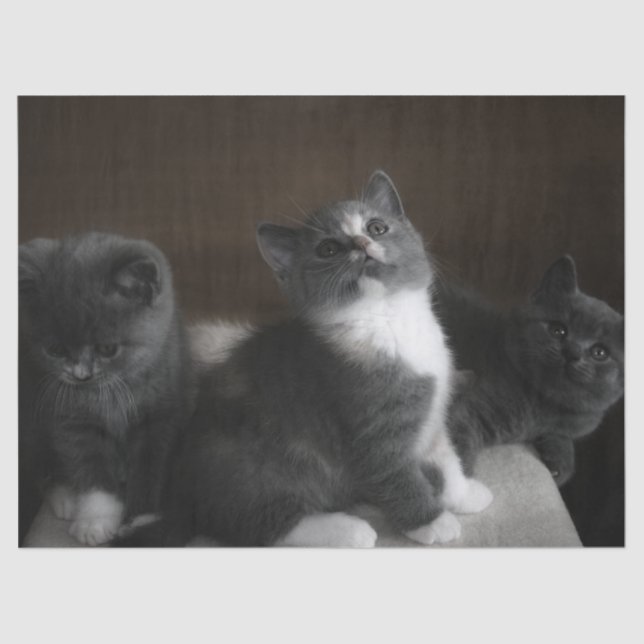 Papier Mousseline papier tissu chatte (Recto)