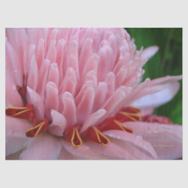 Papier Mousseline Papier Tissu Ginger rose (Recto)