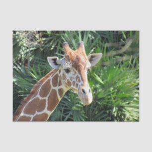 Papier Mousseline Papier Tissu Giraffe