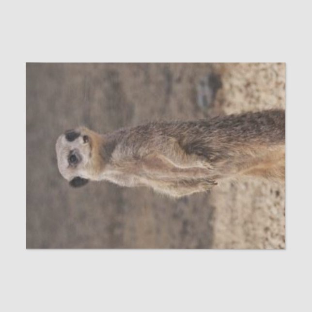 Papier Mousseline Papier Tissu Meerkat (Recto)