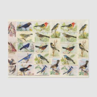 Papier Mousseline Papier Tissu Oiseaux colorés