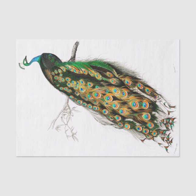 Papier Mousseline Papier Tissu Peacock vintage (Recto)