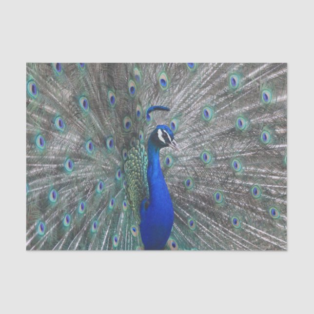 PAPIER MOUSSELINE PAPIER TISSU PHOTO PEACOCK (Recto)