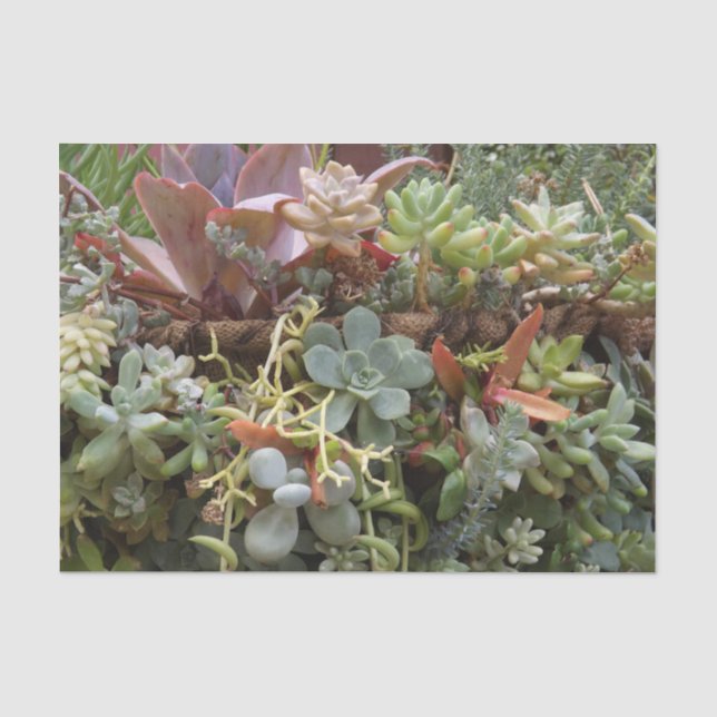 Papier Mousseline Papier Tissu Succulent (Recto)