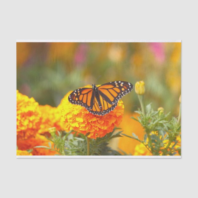 Papier Mousseline Papillon monarque Orange Marigold Photo (Recto)