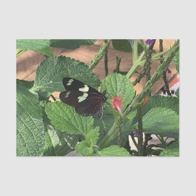 Papier Mousseline Papillon noir et jaune au printemps (Recto)