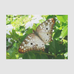 Papier Mousseline Papillon sur Jasmine Tropical Nature Photographie