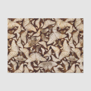 Papier Mousseline Papillons Brown et beiges
