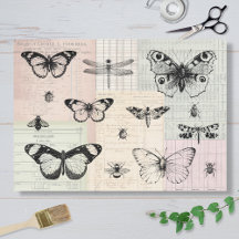 Papillons et insectes