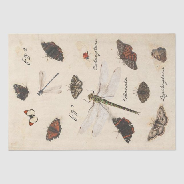 Papier Mousseline Parchemin d'insecte de la libellule papillon (Recto)