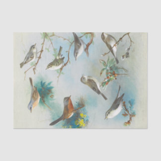 Papier Mousseline Paruline et Wrens,