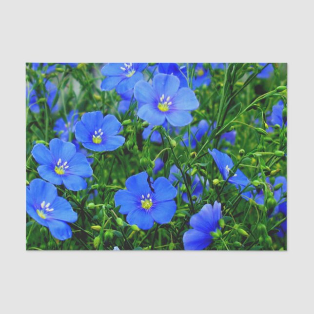 Papier Mousseline Patch de Fleurs en lin bleu-TISSUE PAPIER WRAP (Recto)