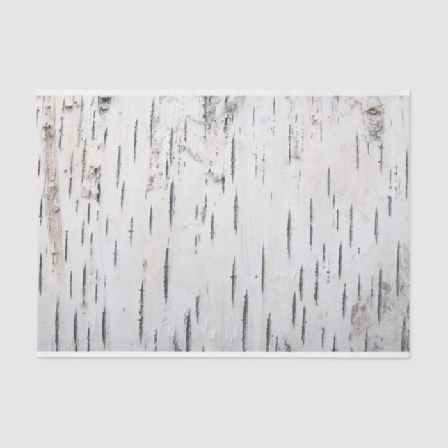 Papier Mousseline Pays Barre rustique de bouleau (Recto)