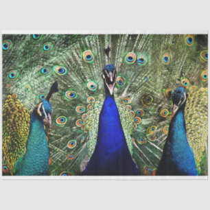 Papier Mousseline Peacock Birds Wall Art Decoupage Tissu Papier