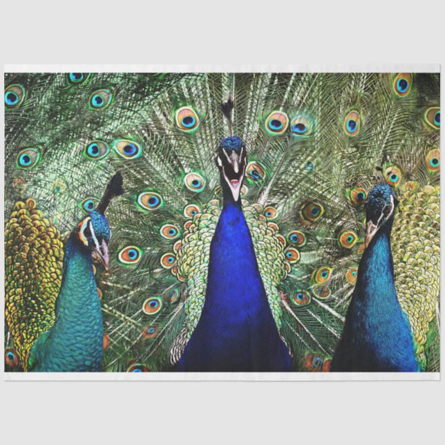 Papier Mousseline Peacock Birds Wall Art Decoupage Tissu Papier (Recto)